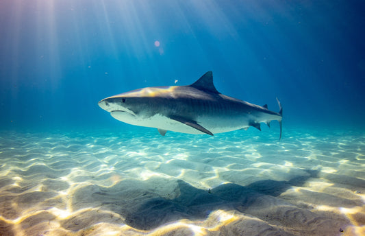 shark swimming