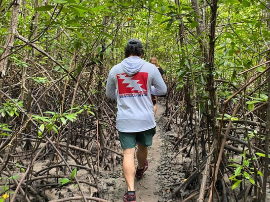 5 Reasons We’re Grateful for Mangroves