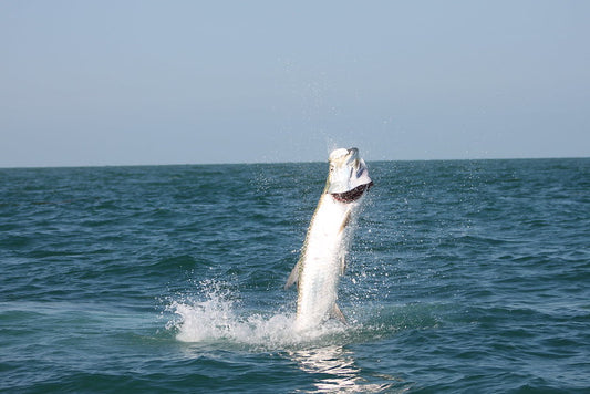 Tips for Sustainable Tarpon Fishing in Florida