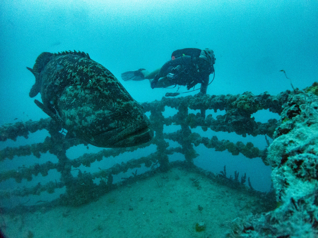 How Artificial Reefs Support Marine Conservation