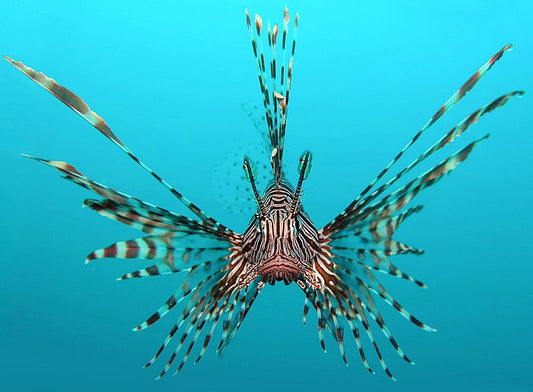 Lionfish Facts: Everything You Need To Know