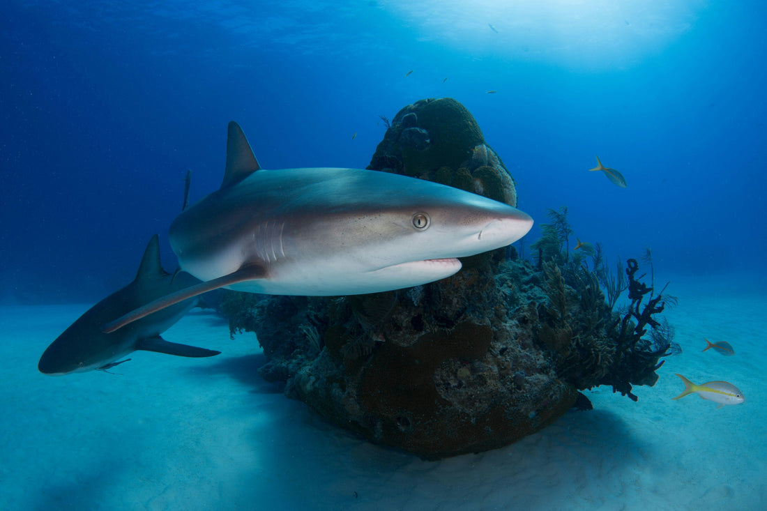 Why Healthy Shark Populations Are Essential for Coral Reefs