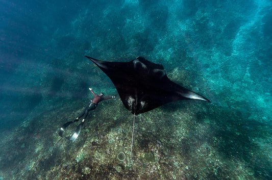 Where To Scuba Dive With The Ocean's Largest Creatures