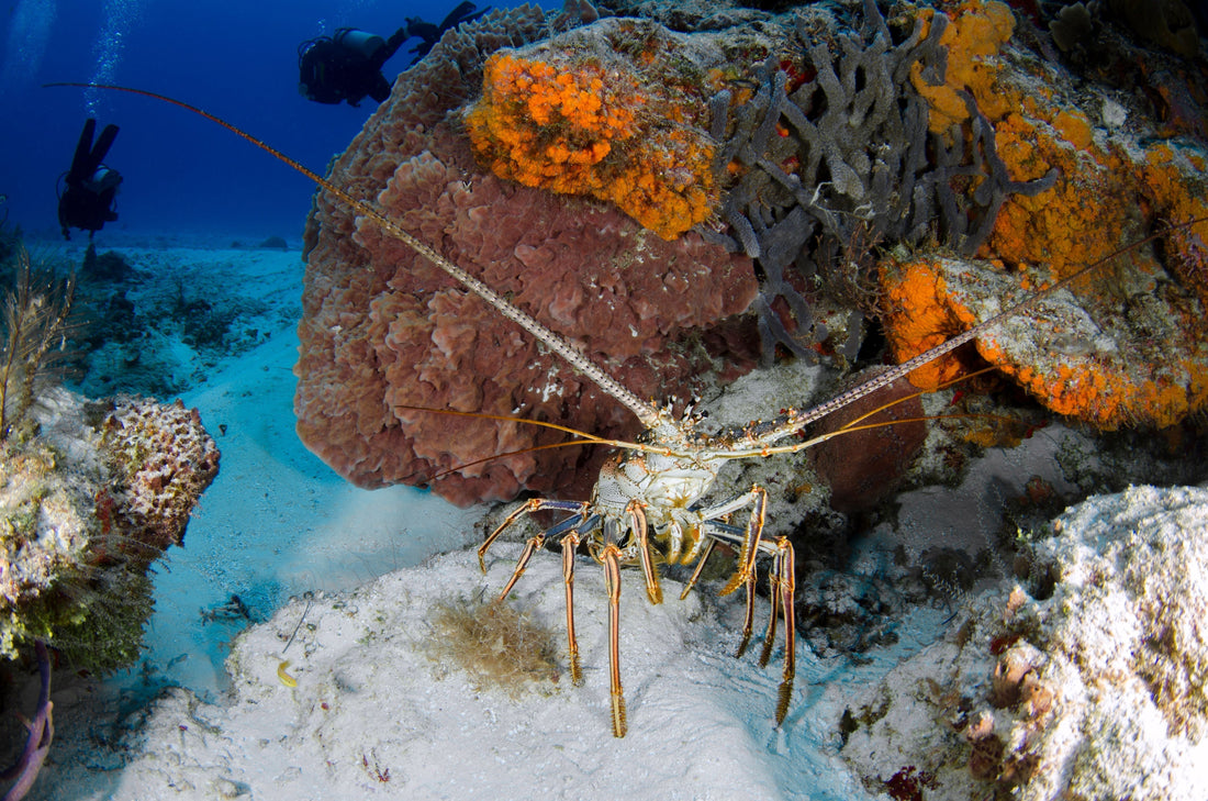 florida spiny lobster