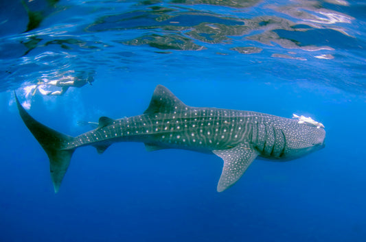 Best Destinations For Diving With Whale Sharks