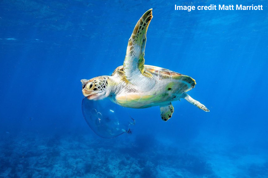 underwater shot of a turtle eating a jelly fish